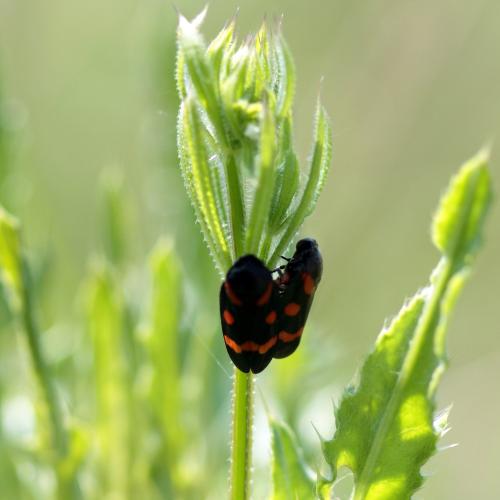 Réf. 197 647 : Cercopis intermedia